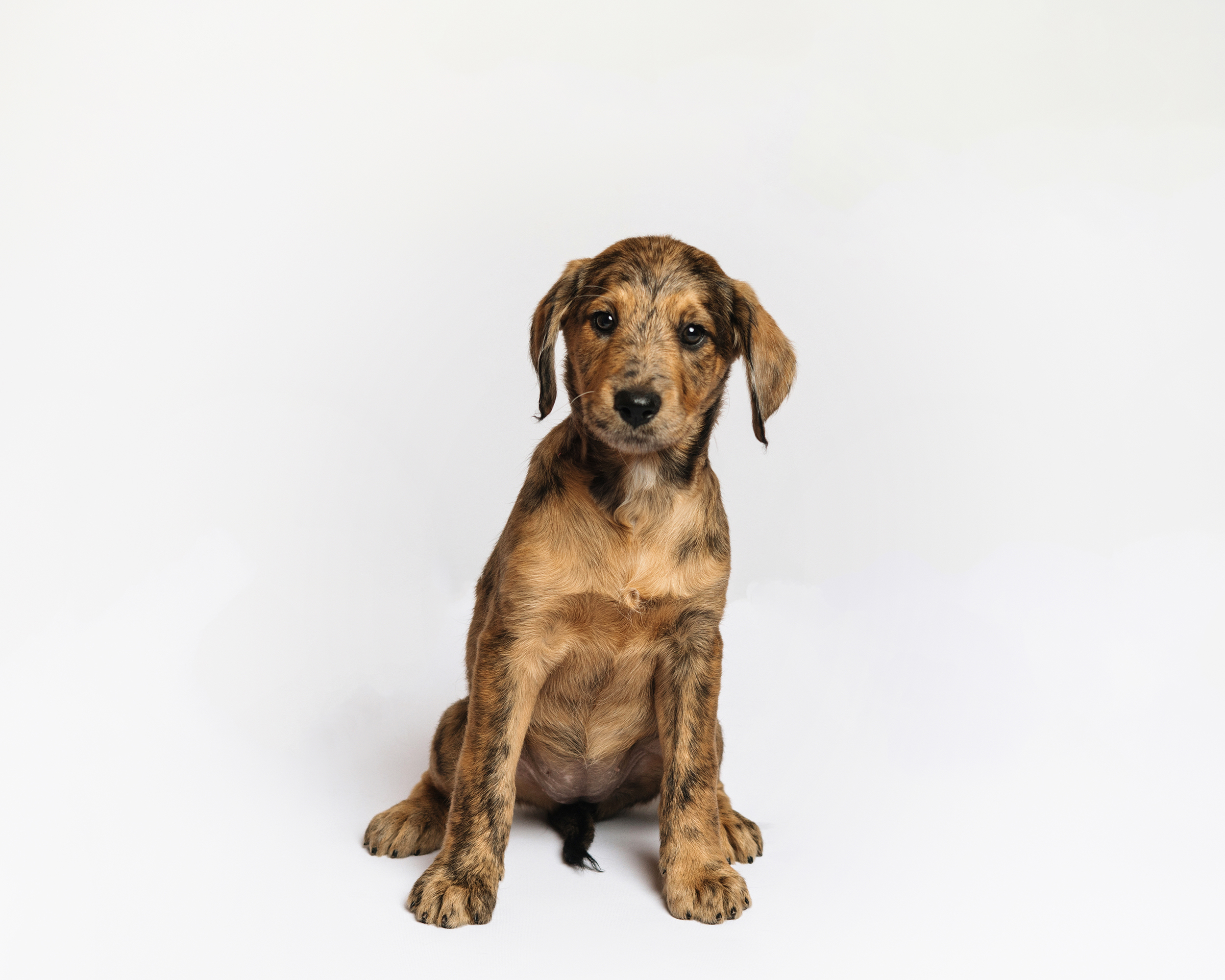 dog 2