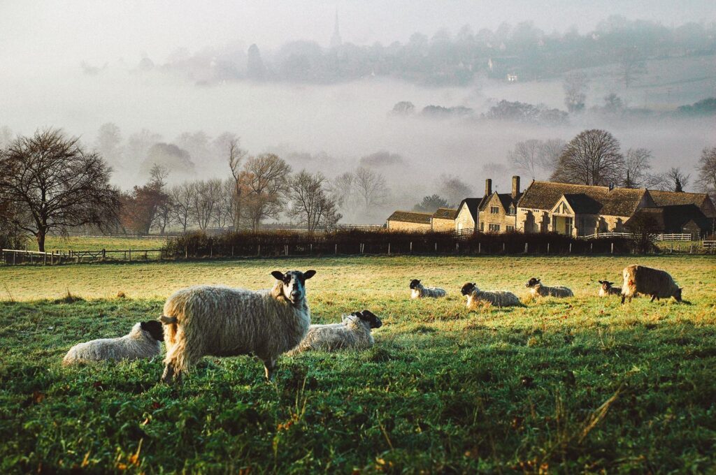 Sheep grazing on a farm in South Wales
